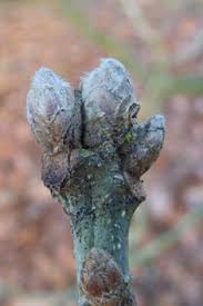 Attēlu rezultāti vaicājumam “Quercus robur bud”