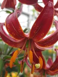 Image result for Lilium martagon `Arabian Night`