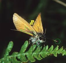 Attēlu rezultāti vaicājumam “Thymelicus lineola male”