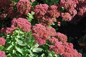 Attēlu rezultāti vaicājumam “Hylotelephium telephium bud”