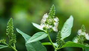 Attēlu rezultāti vaicājumam “Chenopodium bonus-henricus leaf”