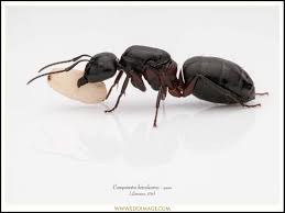 Attēlu rezultāti vaicājumam “Camponotus herculeanus”