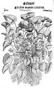 Attēlu rezultāti vaicājumam “Viola uliginosa bud”