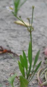 Attēlu rezultāti vaicājumam “Alisma gramineum flower”