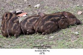 Attēlu rezultāti vaicājumam “Sus scrofa”