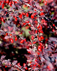 Attēlu rezultāti vaicājumam “Berberis vulgaris”