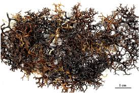 Attēlu rezultāti vaicājumam “Cetraria aculeata”