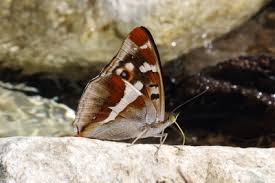 Attēlu rezultāti vaicājumam “Apatura iris female”