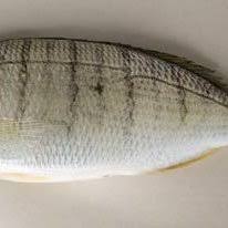 Image result for Lithognathus mormyrus