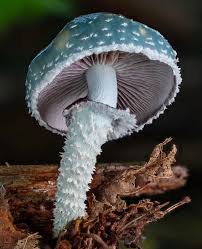 Attēlu rezultāti vaicājumam “Stropharia albocrenulata”