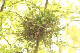 Attēlu rezultāti vaicājumam “Taphrina betulina”