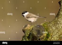 Attēlu rezultāti vaicājumam “Poecile palustris”