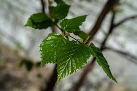 Attēlu rezultāti vaicājumam “Betula humilis leaf”