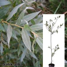 Attēlu rezultāti vaicājumam “Salix alba var. alba”