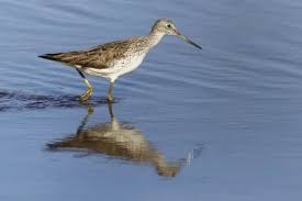 Attēlu rezultāti vaicājumam “Tringa nebularia”