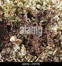 Attēlu rezultāti vaicājumam “Cetraria ericetorum”