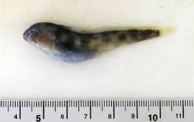 Image result for Anarhichas minor