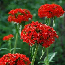 Image result for Lychnis chalcedonica `Dusky Salmon`