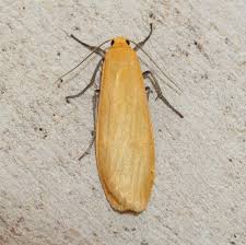 Attēlu rezultāti vaicājumam “Eilema sororcula”