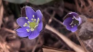 Attēlu rezultāti vaicājumam “Hepatica nobilis flower”