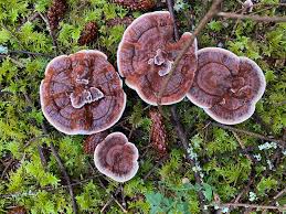 Attēlu rezultāti vaicājumam “Phaeolus schweinitzii”