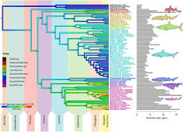 Image result for genome sizes