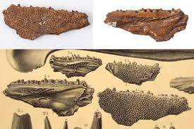 Attēlu rezultāti vaicājumam “Laccognathus panderi”