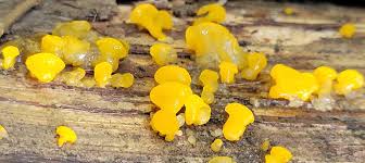 Attēlu rezultāti vaicājumam “Dacrymyces chrysospermus spores”