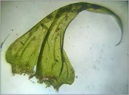 Attēlu rezultāti vaicājumam “Palustriella”