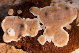 Attēlu rezultāti vaicājumam “Leucogyrophana sororia”