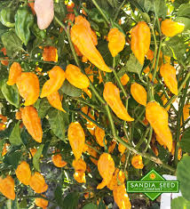 Afbeeldingsresultaat voor yellow fratali hot pepper