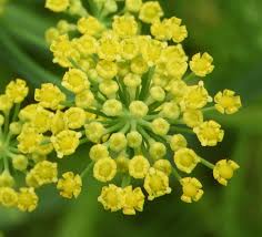 Attēlu rezultāti vaicājumam “Anethum graveolens”