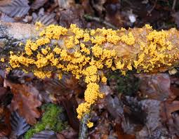 Attēlu rezultāti vaicājumam “Badhamia lilacina macro”