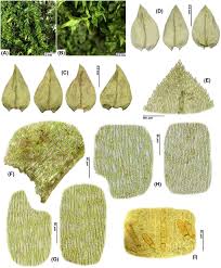 Attēlu rezultāti vaicājumam “Antitrichia curtipendula sporophyte”