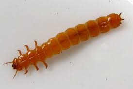 Attēlu rezultāti vaicājumam “Cucujus cinnaberinus larva”