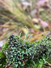 Attēlu rezultāti vaicājumam “Cladonia coniocraea”