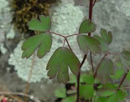 Attēlu rezultāti vaicājumam “Aquilegia vulgaris leaf”