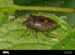 Attēlu rezultāti vaicājumam “Pentatoma rufipes”