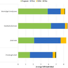 Image result for Crenimugil seheli