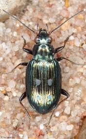 Attēlu rezultāti vaicājumam “Bembidion litorale”