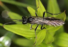 Attēlu rezultāti vaicājumam “Tenthredinidae”