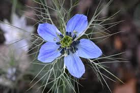 Image result for Nigella damascena