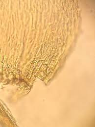 Attēlu rezultāti vaicājumam “Eurhynchiastrum pulchellum”