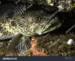 Image result for Ophiodon elongatus
