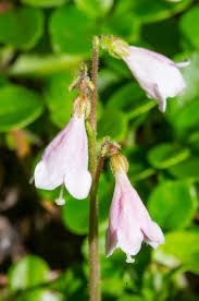 Attēlu rezultāti vaicājumam “Linnaea borealis flower”