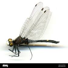 Attēlu rezultāti vaicājumam “Leucorrhinia”