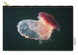 Image result for Cyanea capillata