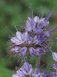 Attēlu rezultāti vaicājumam “Phacelia tanacetifolia”