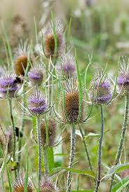 Image result for Dipsacus silvestris