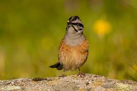 Image result for Emberiza cia